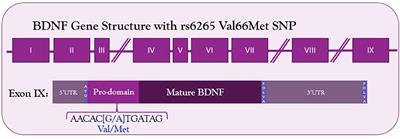 The Role of BDNF in Peripheral Nerve Regeneration: Activity-Dependent Treatments and Val66Met